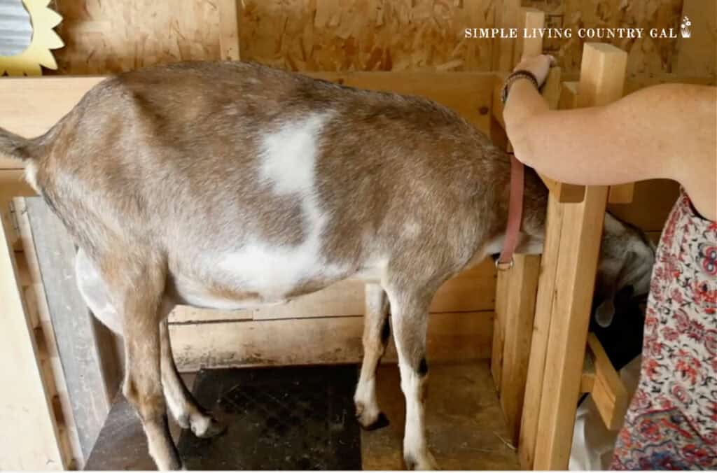 a tan Nubian goat being secured onto a milk stand in a milking stall