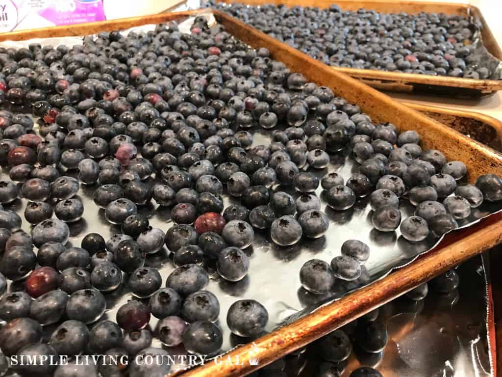 a tray of blueberries sitting on another tray (1)