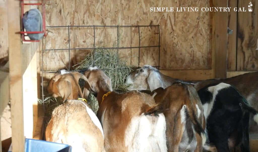 a trio of goats eating hay from a metal feeder in a barn