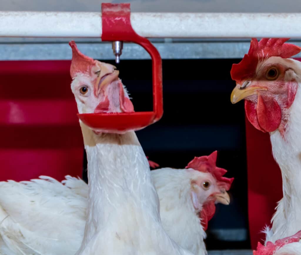 a white chicken drinking out of a nipple waterer