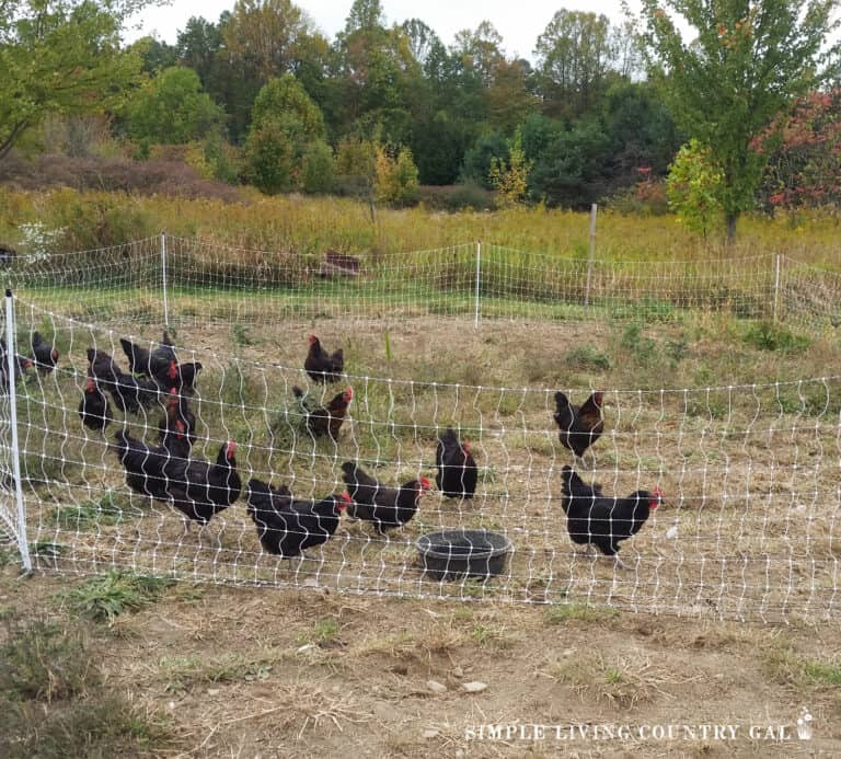how to protect free-range chickens | Simple Living Country Gal