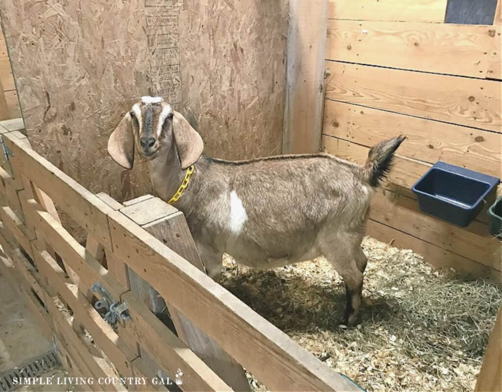 a light tan goat alone in a pen with feed bowls behind her