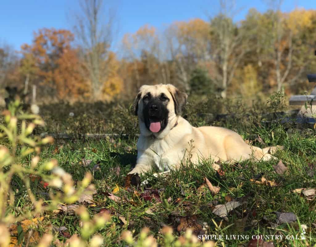 an Anatolian Shepard/Pyrenees mix pup