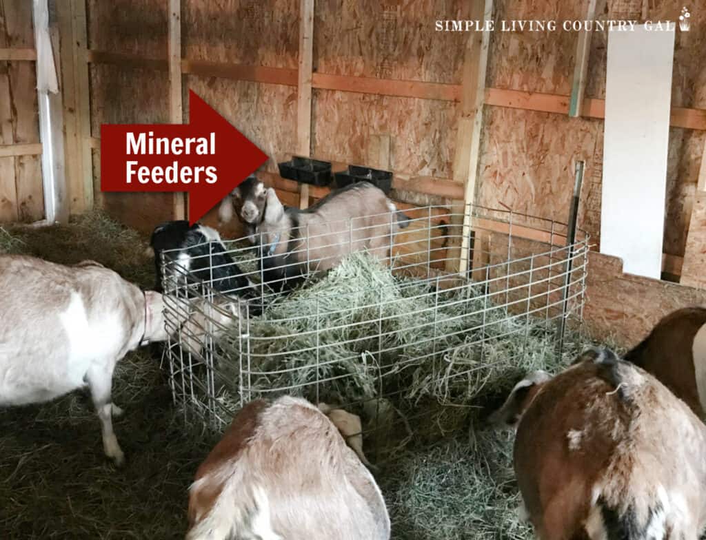 a red arrow pointing to black feeders near to goats eating hay in a barn