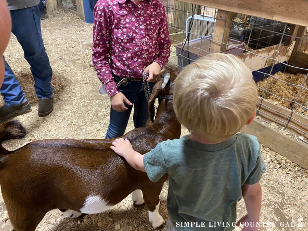 blond hair boy petting a brown goat held by a girl in a purple shirt