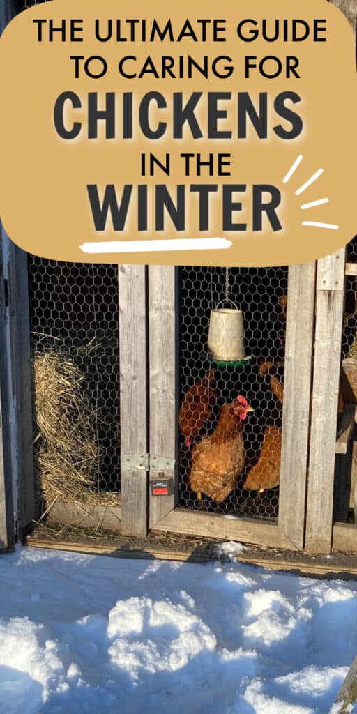 CARING FOR CHICKENS IN THE WINTER