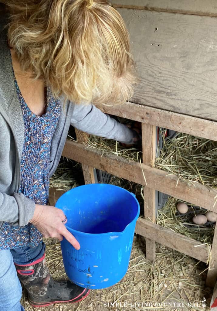 a woman collecting eggs in a chicken coop from nesting boxes into a blue bucket