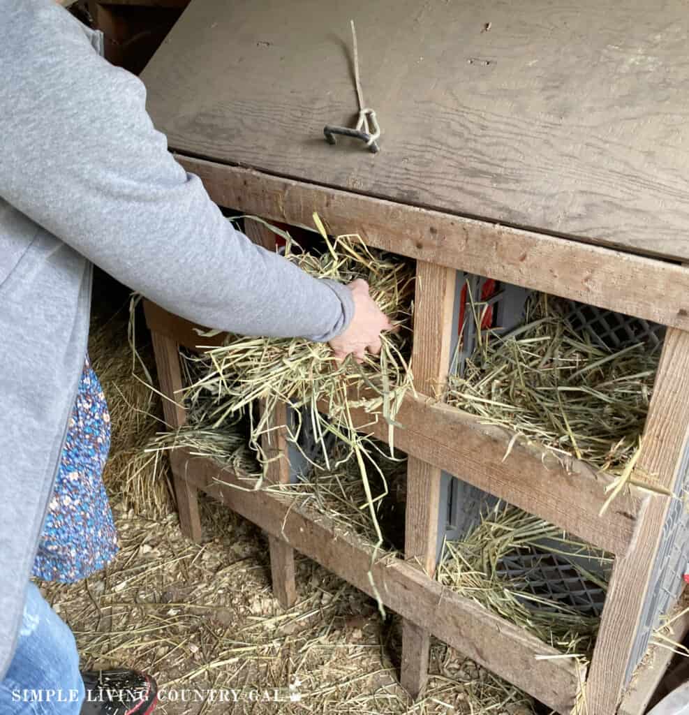 A woman putting straw into a nesting box inside of a coop. 