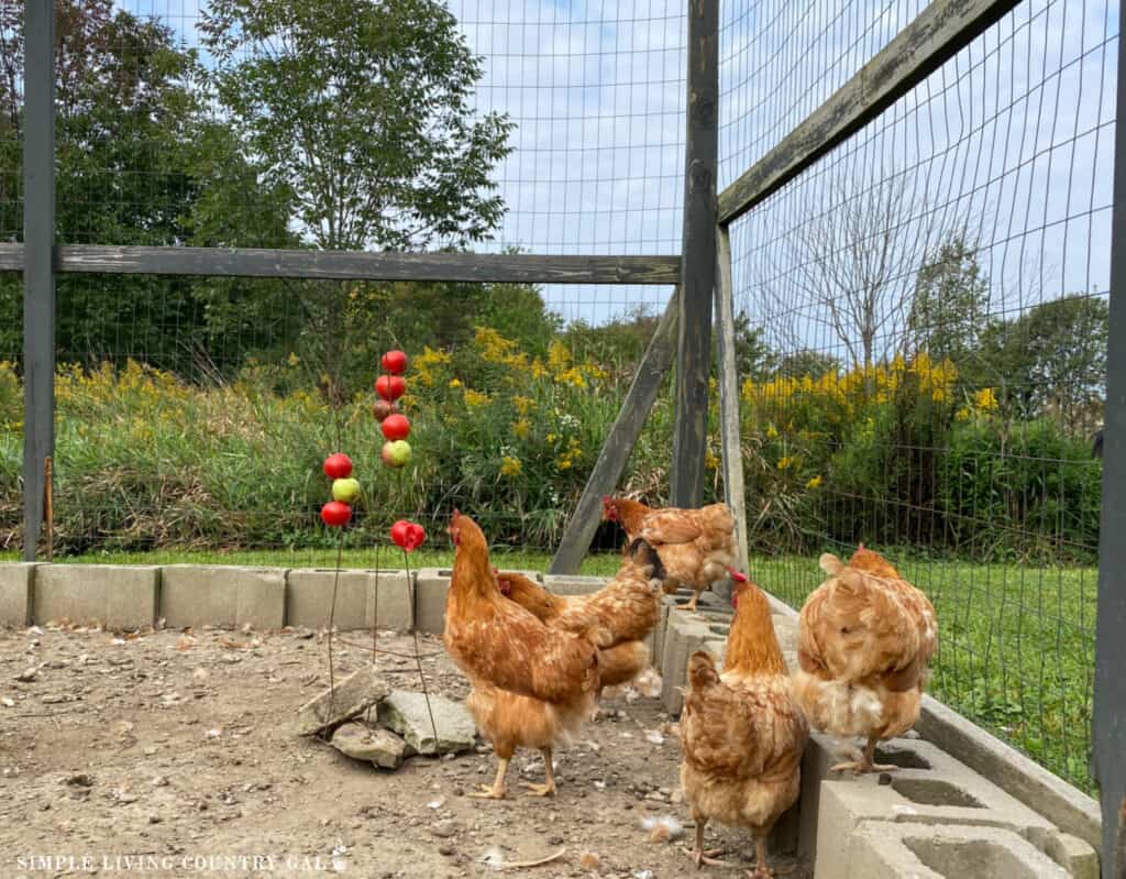 chickens eating tomatoes and apples speared on the end of a updside down tomato cage