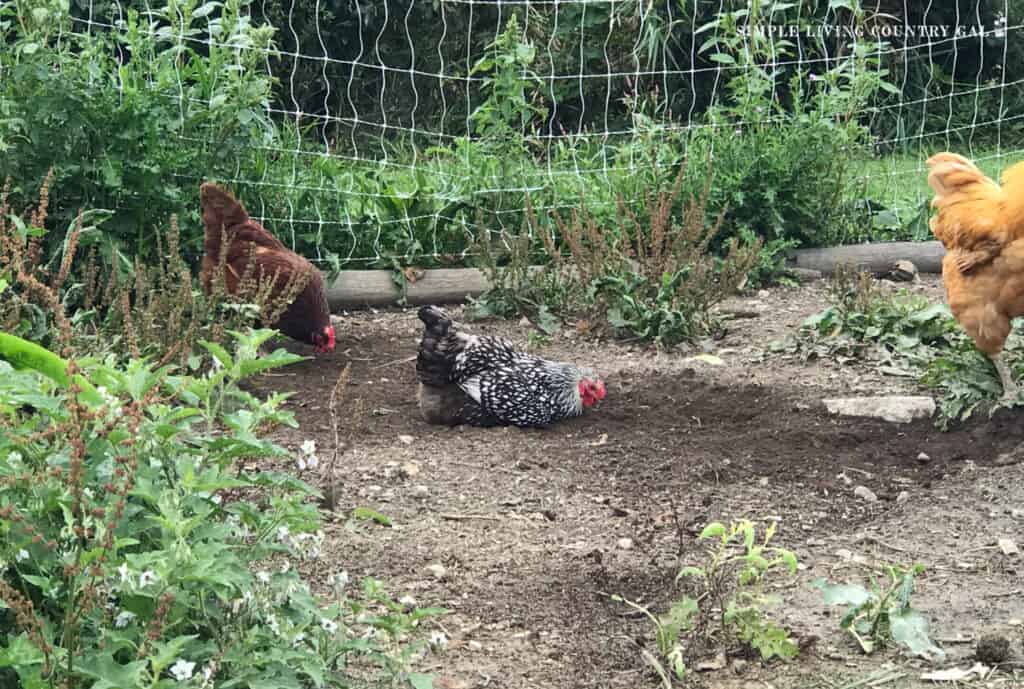 chickens in a plot of land scratching up soil and weeds for a new garden