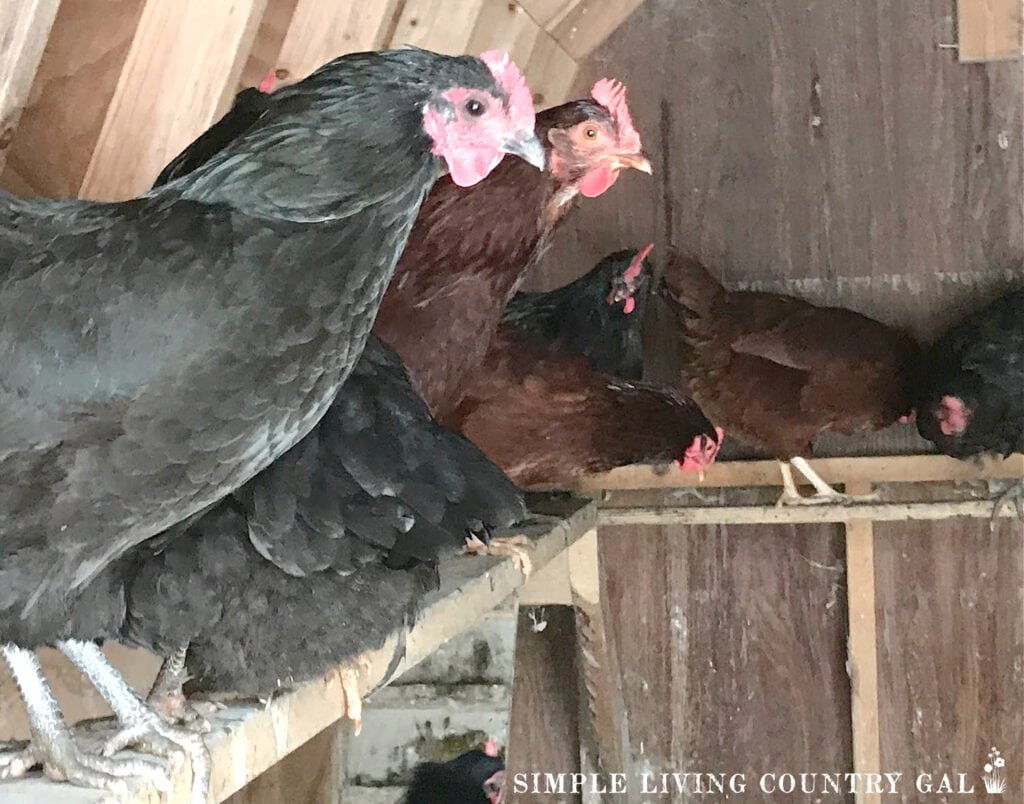 chickens perched on a chicken roost inside of a coop