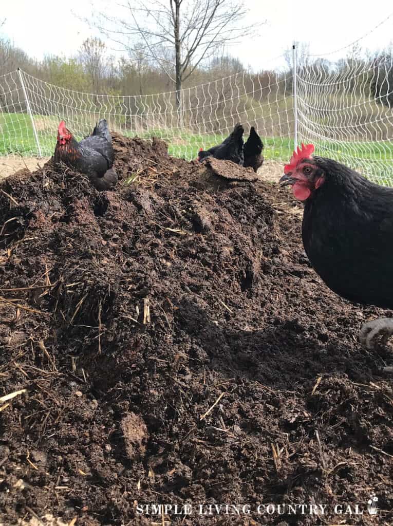 chickens working through a pile of fresh compost and soil