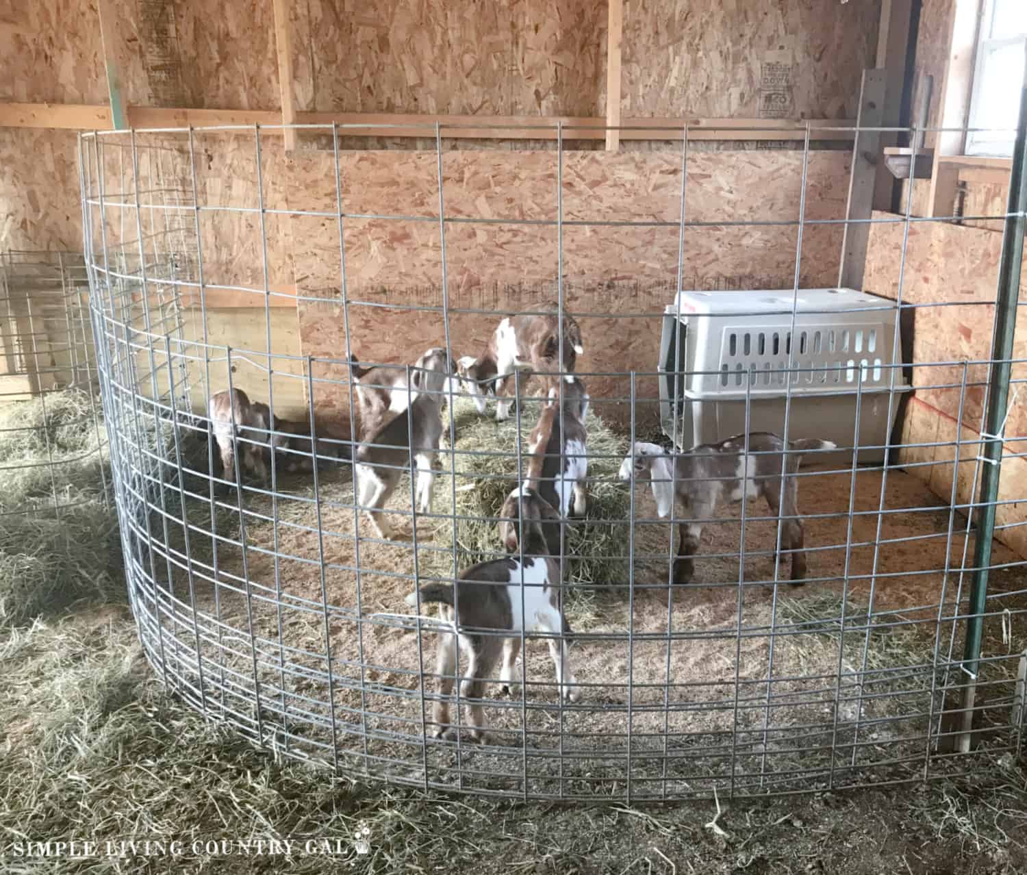goat-barn-set-up-simple-living-country-gal