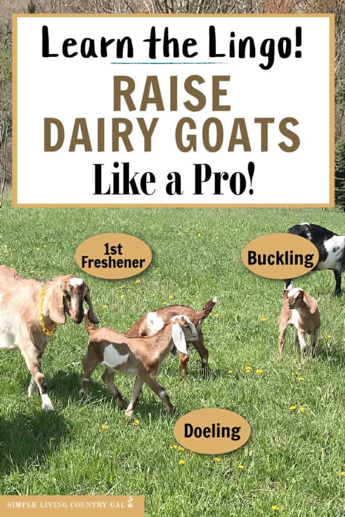 goat terms