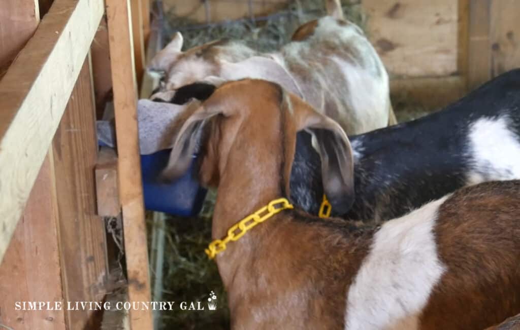 goats fighting to eat grain out of a feed bucket