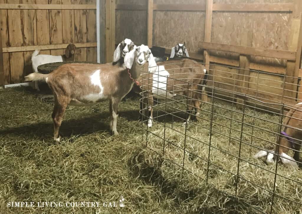 goats in a barn eating hay out of a stand alone feeder