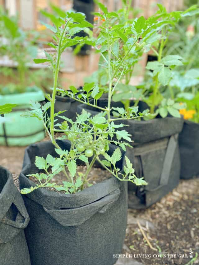 beginner-s-guide-to-growing-cherry-tomatoes-in-pots-simple-living