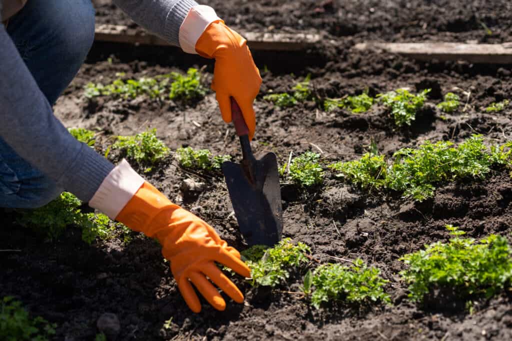 hands with orange gloves shoveling new veggies into a garden