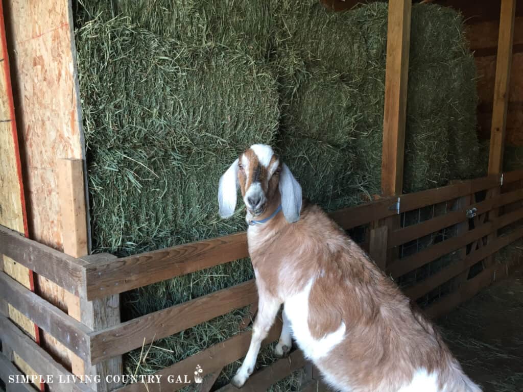hay in a boat barn with a tan goat eating from it