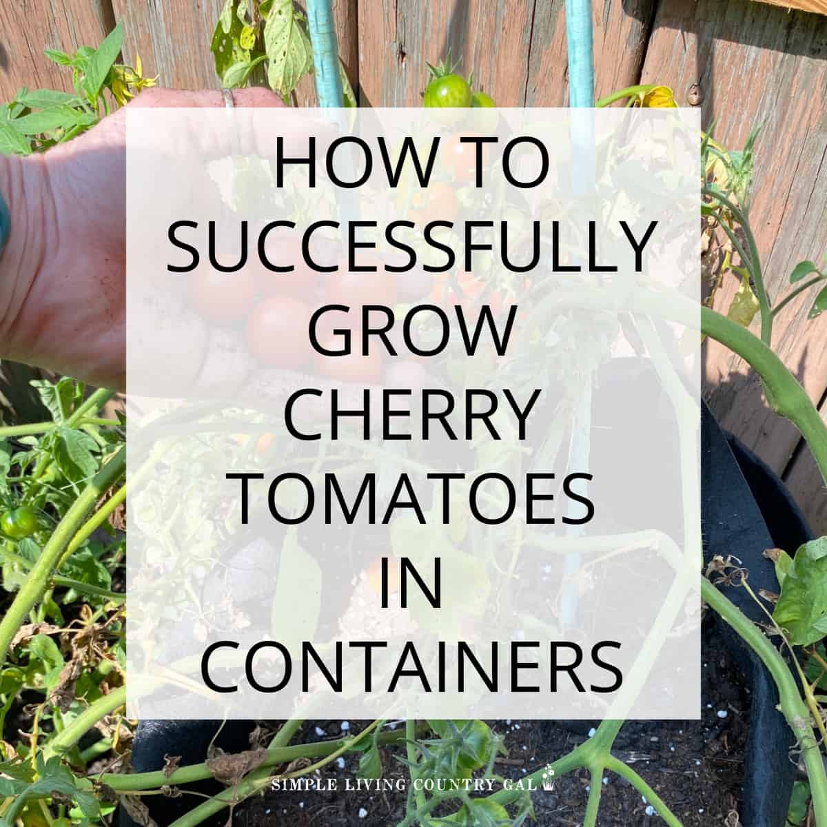 Beginner s Guide To Growing Cherry Tomatoes In Pots Simple Living 