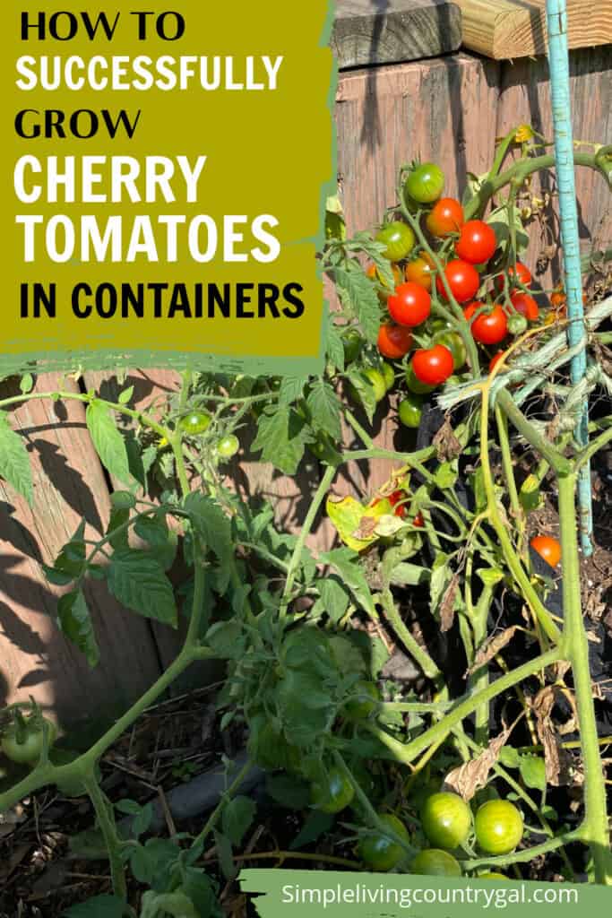 how to grow cherry tomatoes in pots