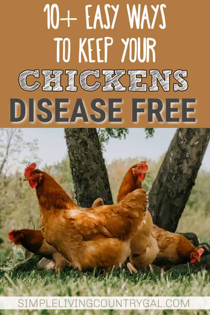 how to keep chickens disease free