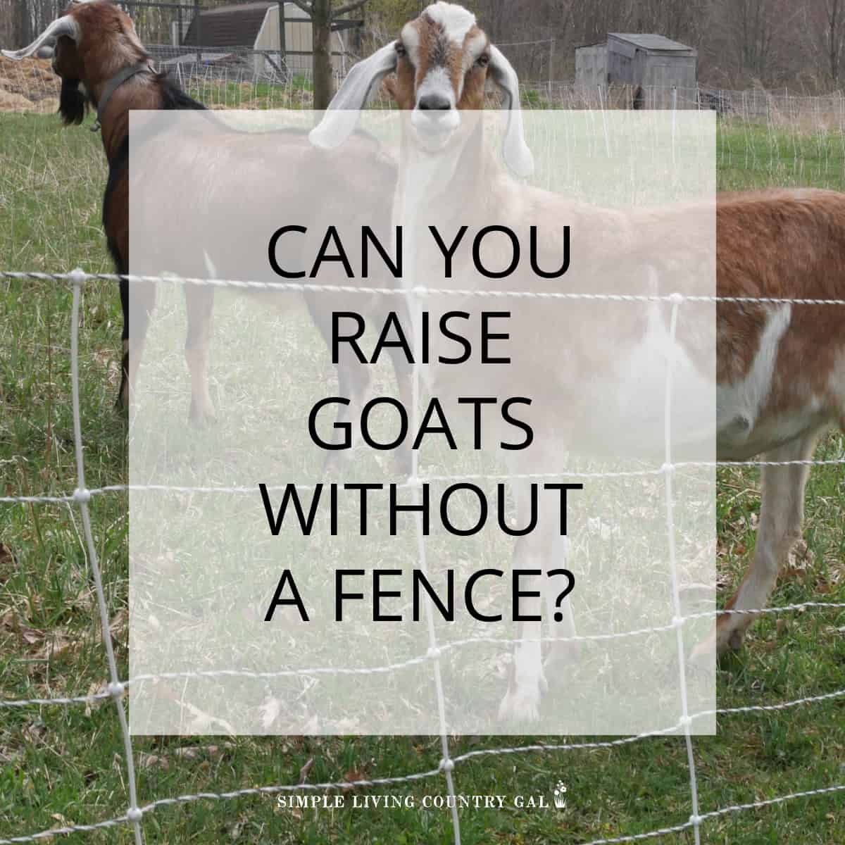 how to keep goats without a fence Simple Living Country Gal