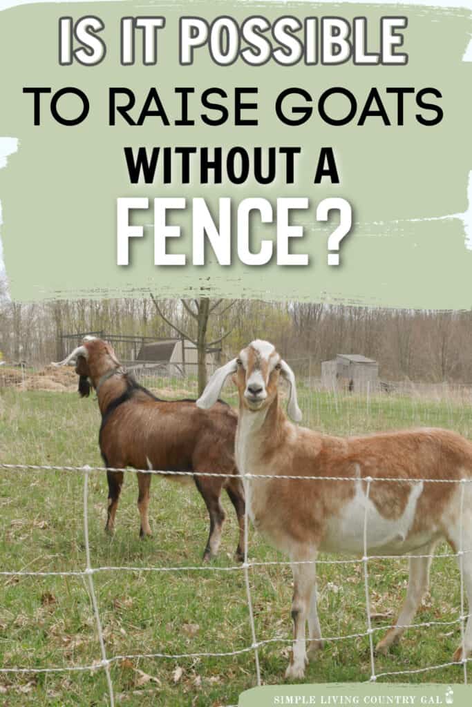 how to keep goats without a fence