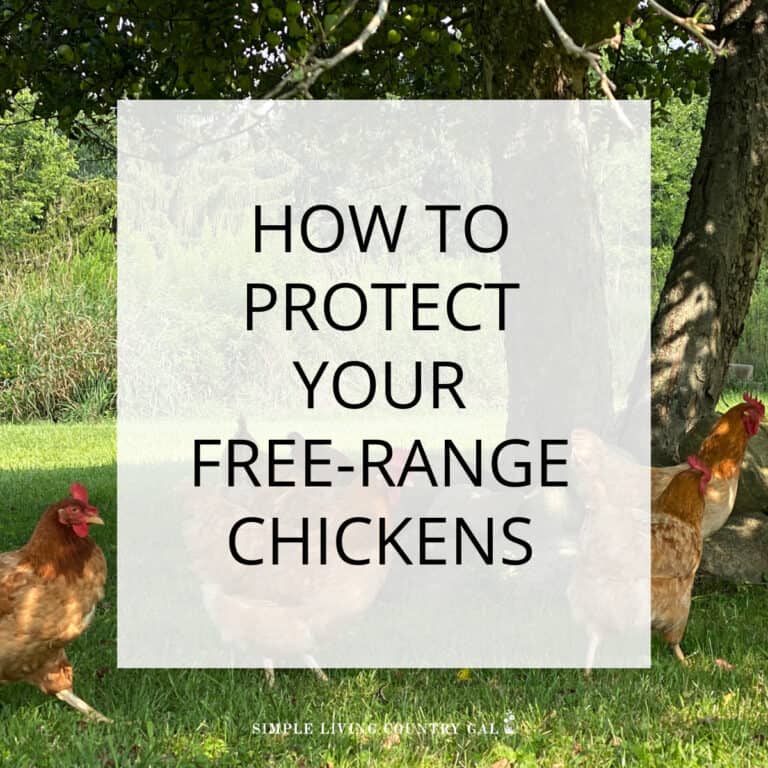 how to protect free-range chickens