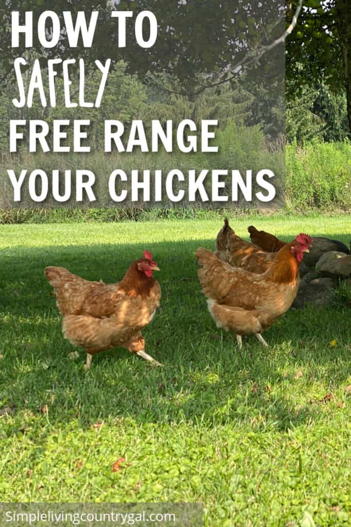 how to protect free range chickens