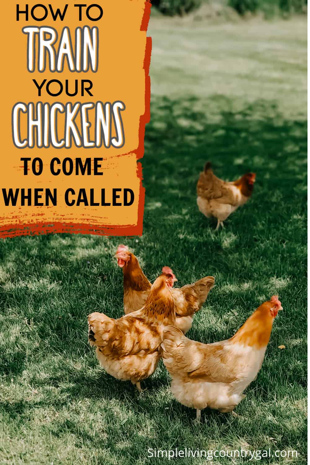 How To Train Chickens | Simple Living Country Gal