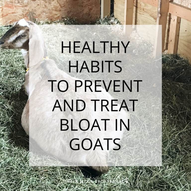 how to treat a bloated goat