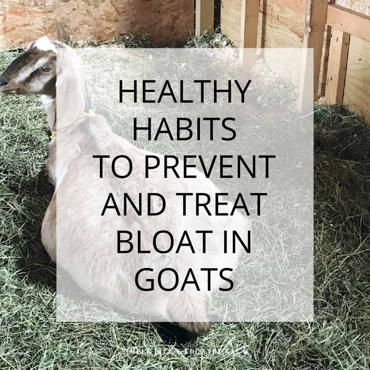 How To Treat A Bloated Goat | Simple Living Country Gal