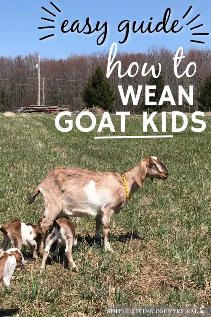 how to wean goat kids