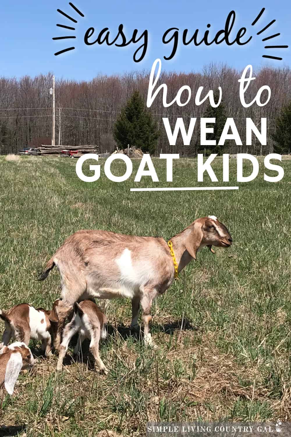 When and How to Wean Goat Kids Simple Living Country Gal