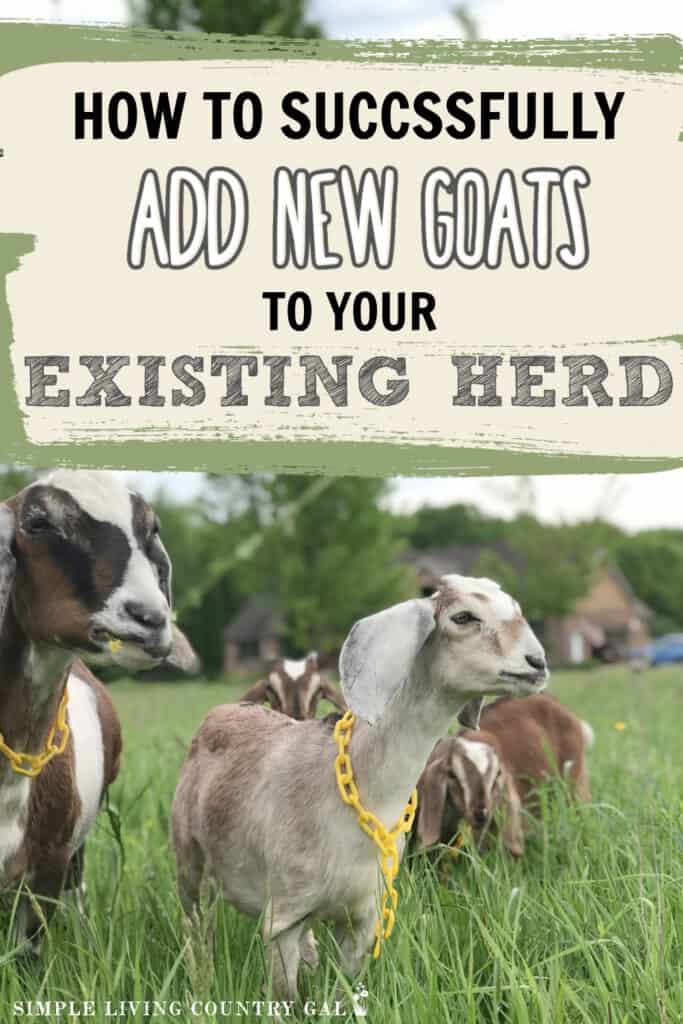 introducing new goats to the herd