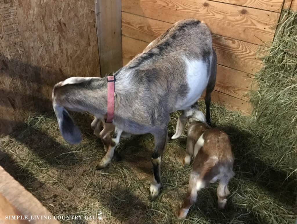 kids nursing on a tan goat mom in a small pen