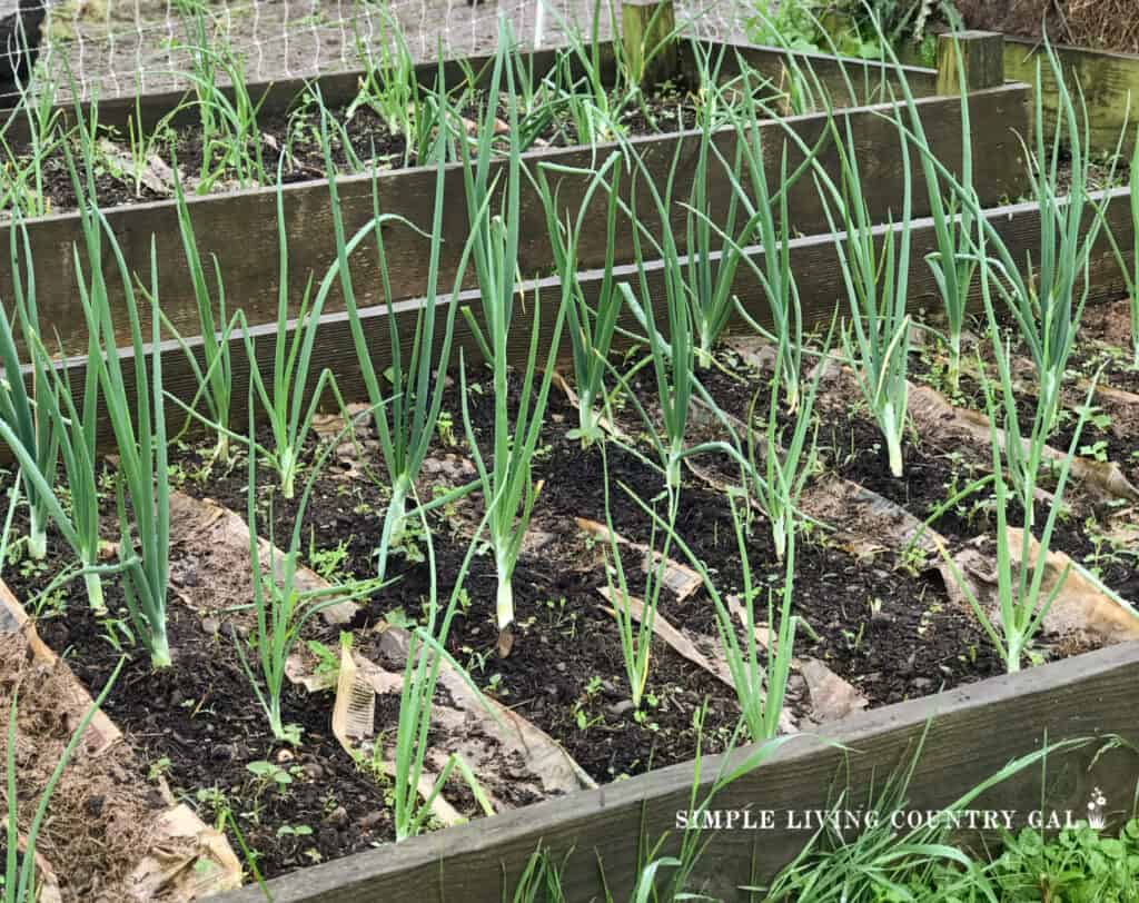 onions growing in rows of a raise bed garden