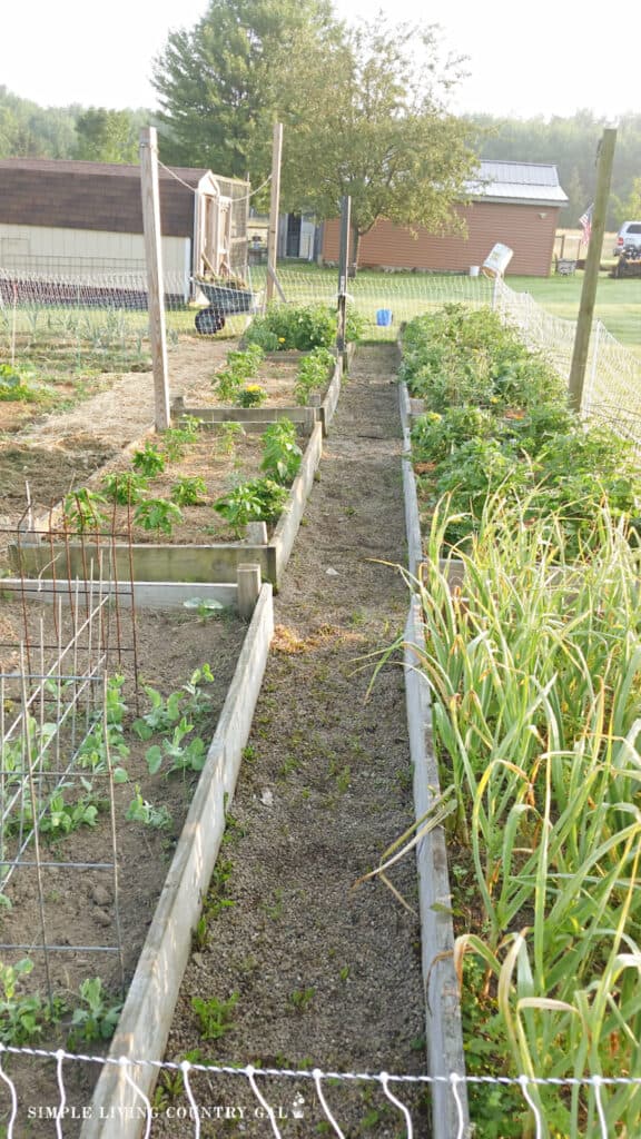 raised beds growing vegetables next to a traditional growing setup