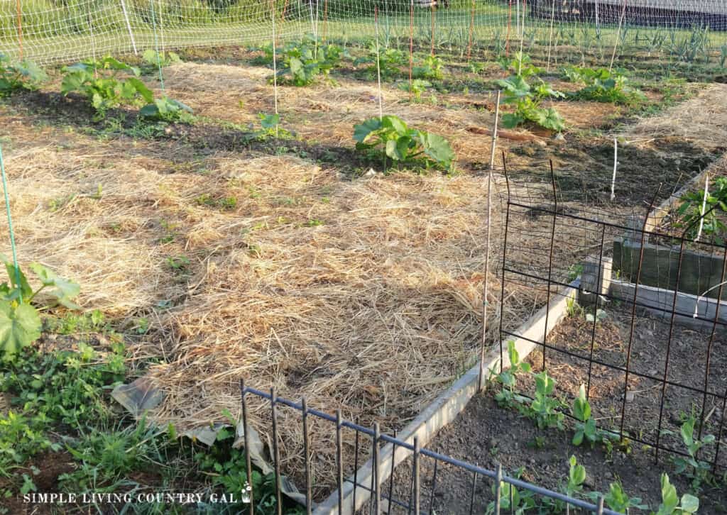 straw lying over newspaper with pumpkins growing in a garden