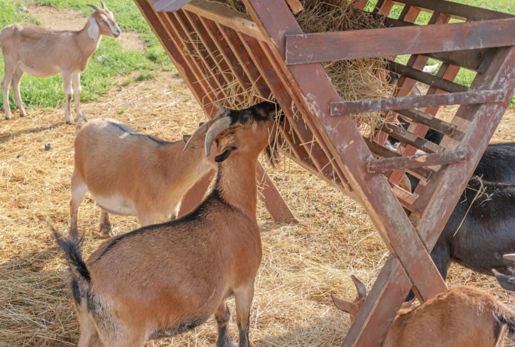 tan goats eating hay out of a hay cradle