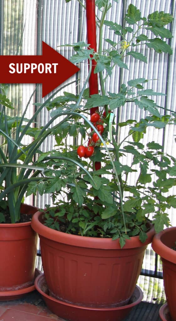 tomatoes growing in a container with a red stake for support