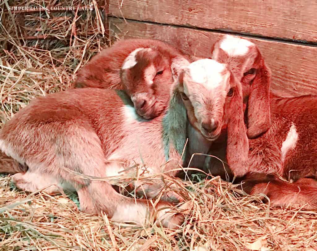 triplet goat kids sleeping in a pen