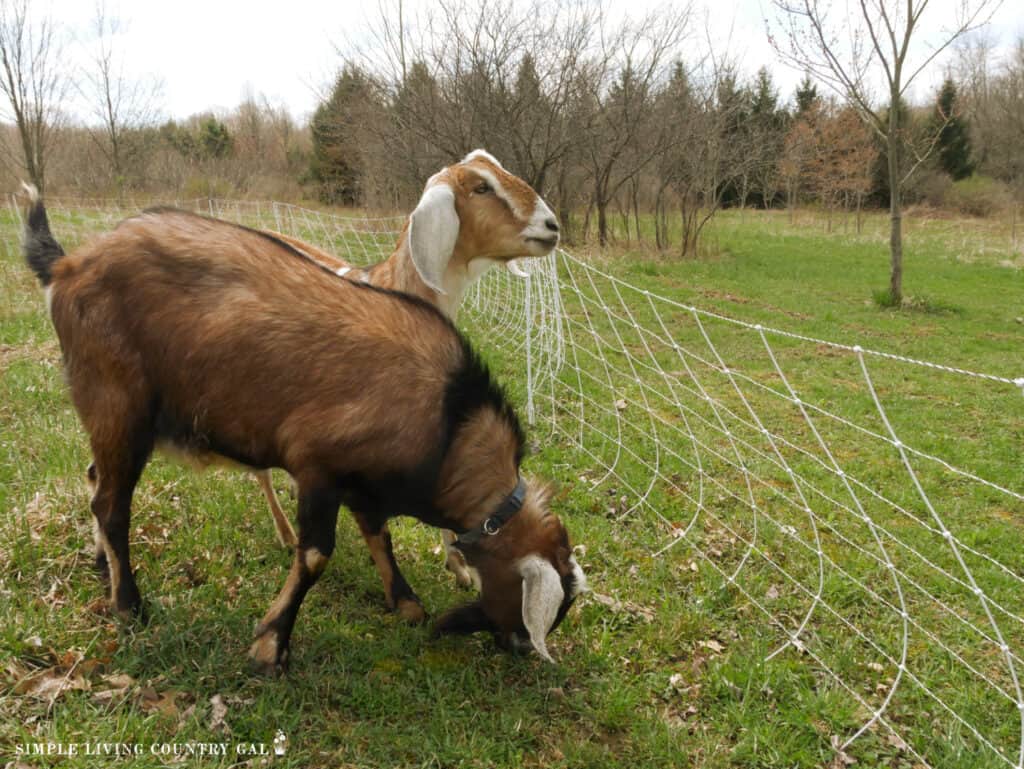 two goats separate by an electric fence in a pasture