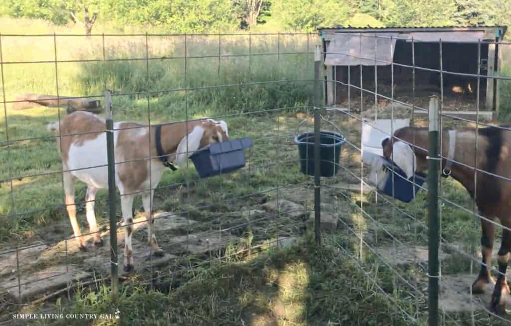 two male goats eating grain from bowls on a fence