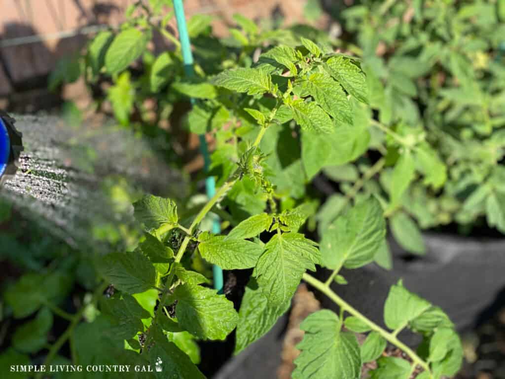 water splashing on a green tomato plant