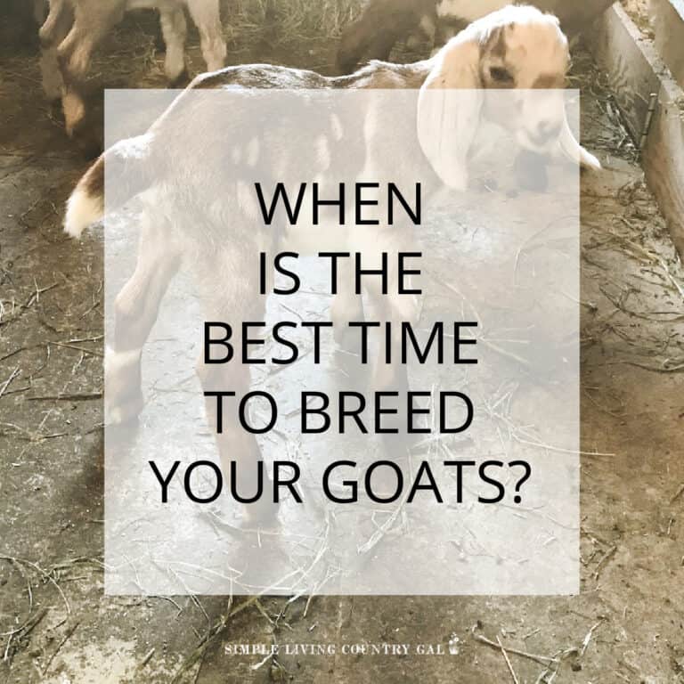 when to breed goats