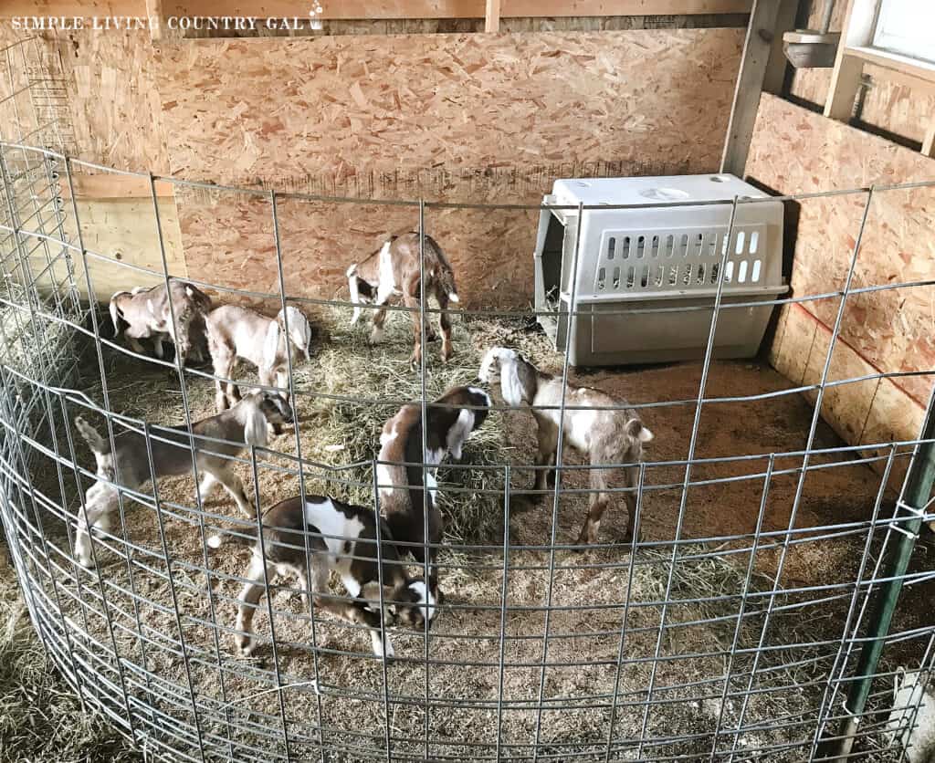 young goat kids in a play area inside of a barn 