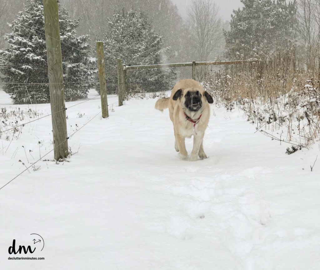 A brown homestead dog running along a fence in the snow