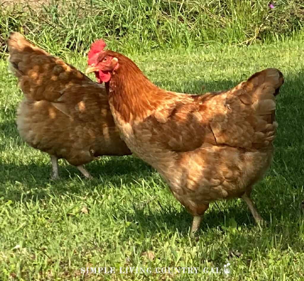 A group of new hampshire chicken beginner breeds under a tree